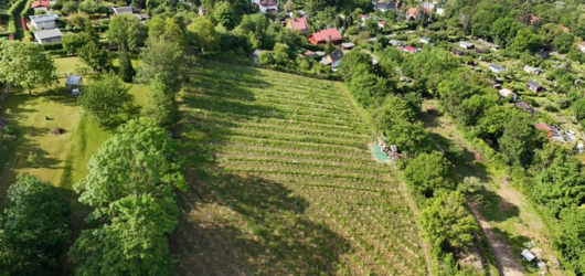 Ein Weinjahr voller Herausforderungen und Hoffnung – Rückblick auf 2024