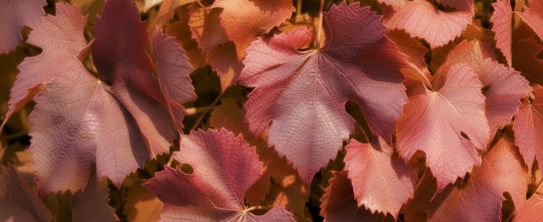 Was die Farbe verrät: Das Geheimnis hinter grünen, gelben und roten Weinblättertee