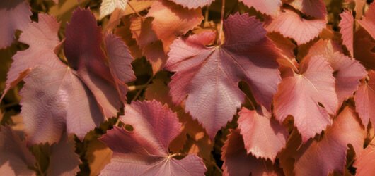 Was die Farbe verrät: Das Geheimnis hinter grünen, gelben und roten Weinblättertee