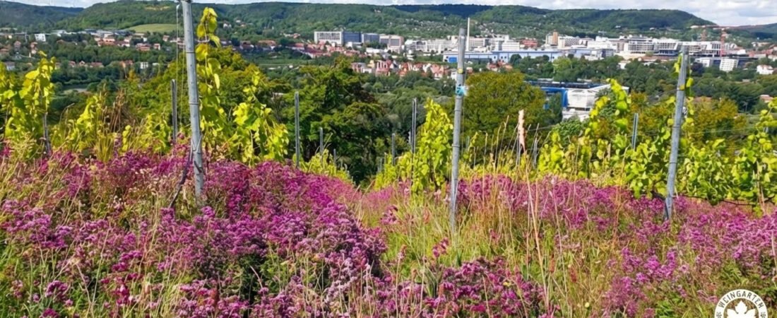 Wenn der Weinberg lila blüht: Die Geschichte unseres Oreganos