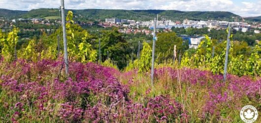 Wenn der Weinberg lila blüht: Die Geschichte unseres Oreganos