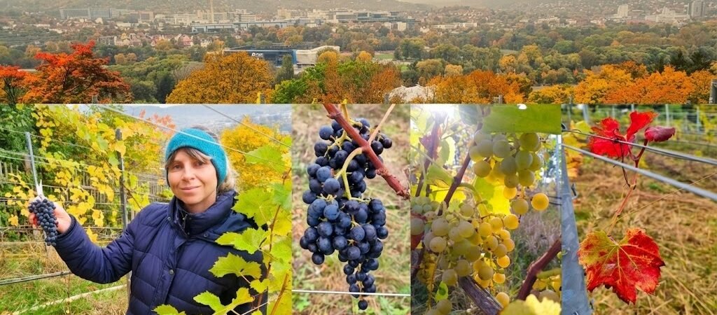 Das Geheimnis der Reben-Genetik: Vier Geschwister, vier Welten